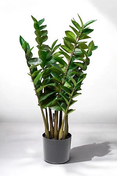 ZAMIOCULCAS PLANT 75CM