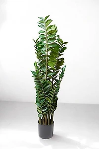 ZAMIOCULCAS PLANT 130CM
