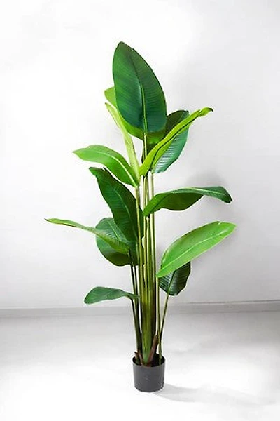 BIRD OF PARADISE 160CM