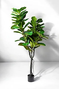FICUS LYRATA 180CM