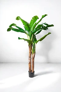 BANANA TREE 180CM
