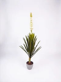 Foxtail Orchid 140cm