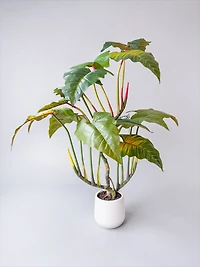 Colocasia Esculenta 210cm