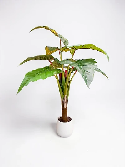 Colocasia Esculenta 160cm