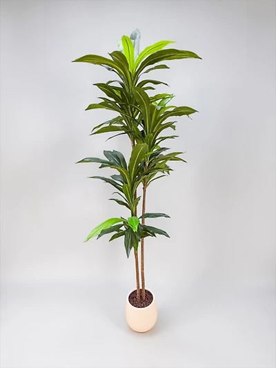 Dracaena 170cm