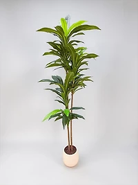 Dracaena 170cm