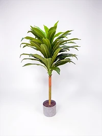 Dracaena 105cm