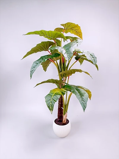 Colocasia Esculenta 190cm