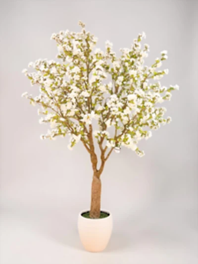 Cherry Blossom w/pot 300cmWhite