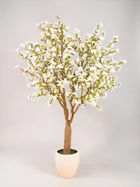 Cherry Blossom w/pot 300cmWhite