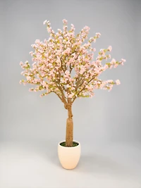 Cherry Blossom w/pot 300cm Pink