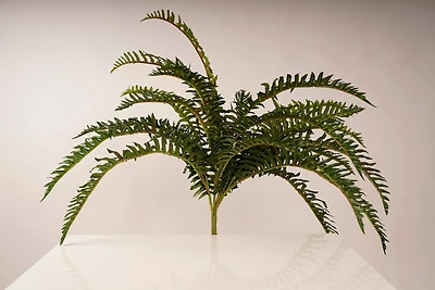 FERN BUSH 20"