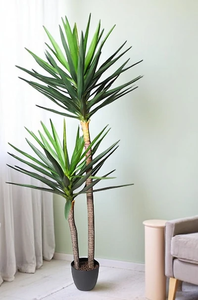 6' YUCA PLANT