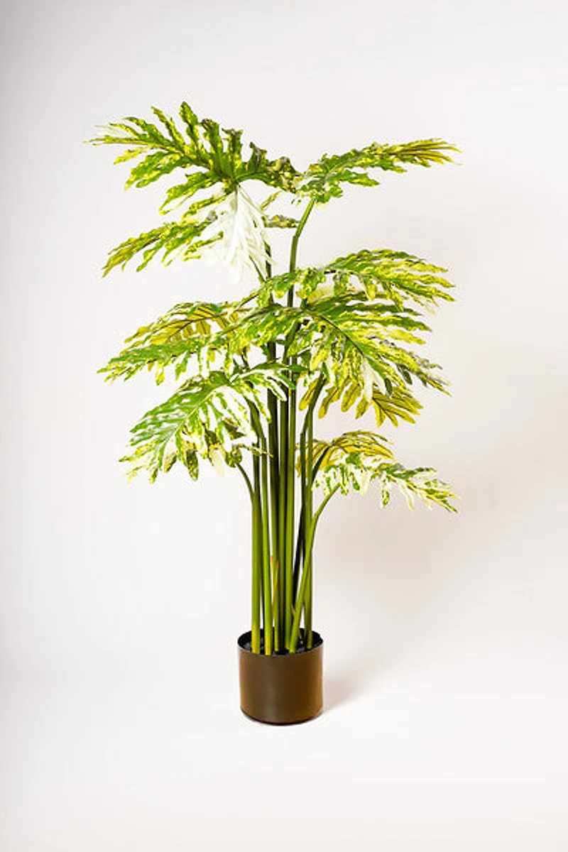 PHILODENRON PLANT GR/WHT
