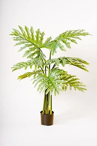 57" MONSTERA PLANT G