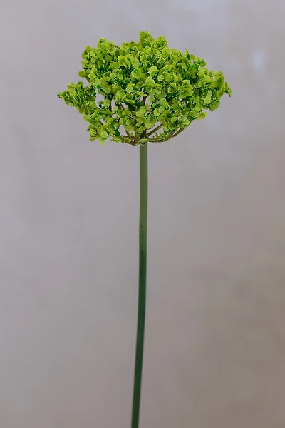 Coco's Plantation 18" Single SM Queen Ann Lace Green