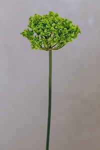 Coco's Plantation 18" Single SM Queen Ann Lace Green