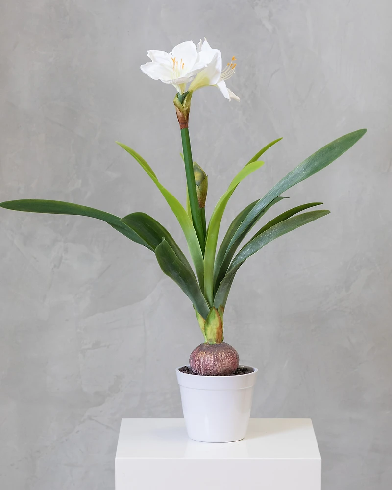 34" Amarillys Plant with White Flower on Pot - Tropics Collection