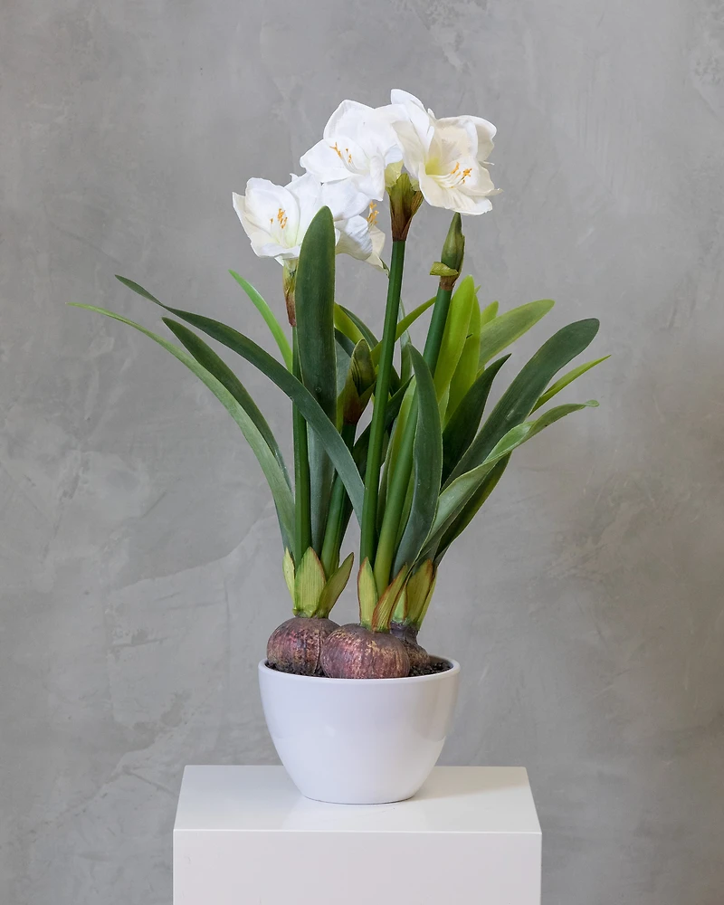 32" Amarillys Plant with White Flowers on Pot - Tropics Collection