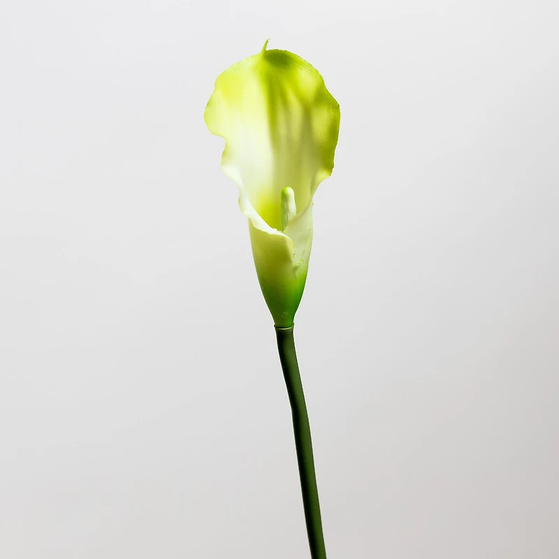Calla Lily Cream/Green