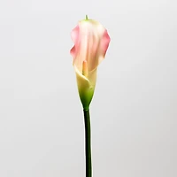 Calla Lily Pink - Tropics Collection