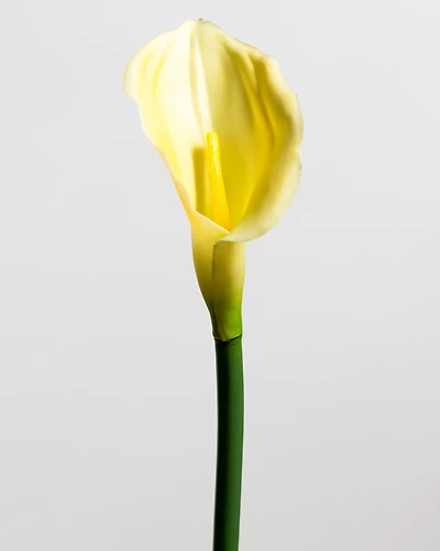 Calla Lily Yellow Medium - Tropics Collection