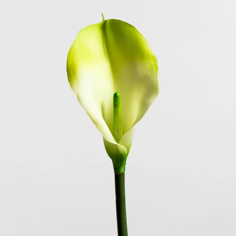 Calla Lily Cream/Green LG - Tropics Collection