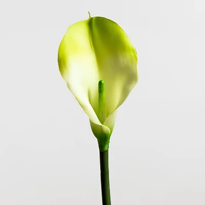 Calla Lily Cream/Green LG - Tropics Collection