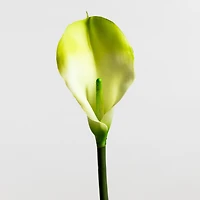 Calla Lily Cream/Green LG - Tropics Collection