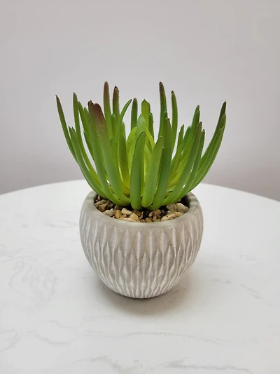6.5" Succulent in Cement Pot - Cacti Collection