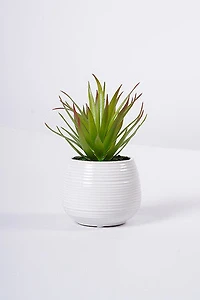 9" ALOE W/POT