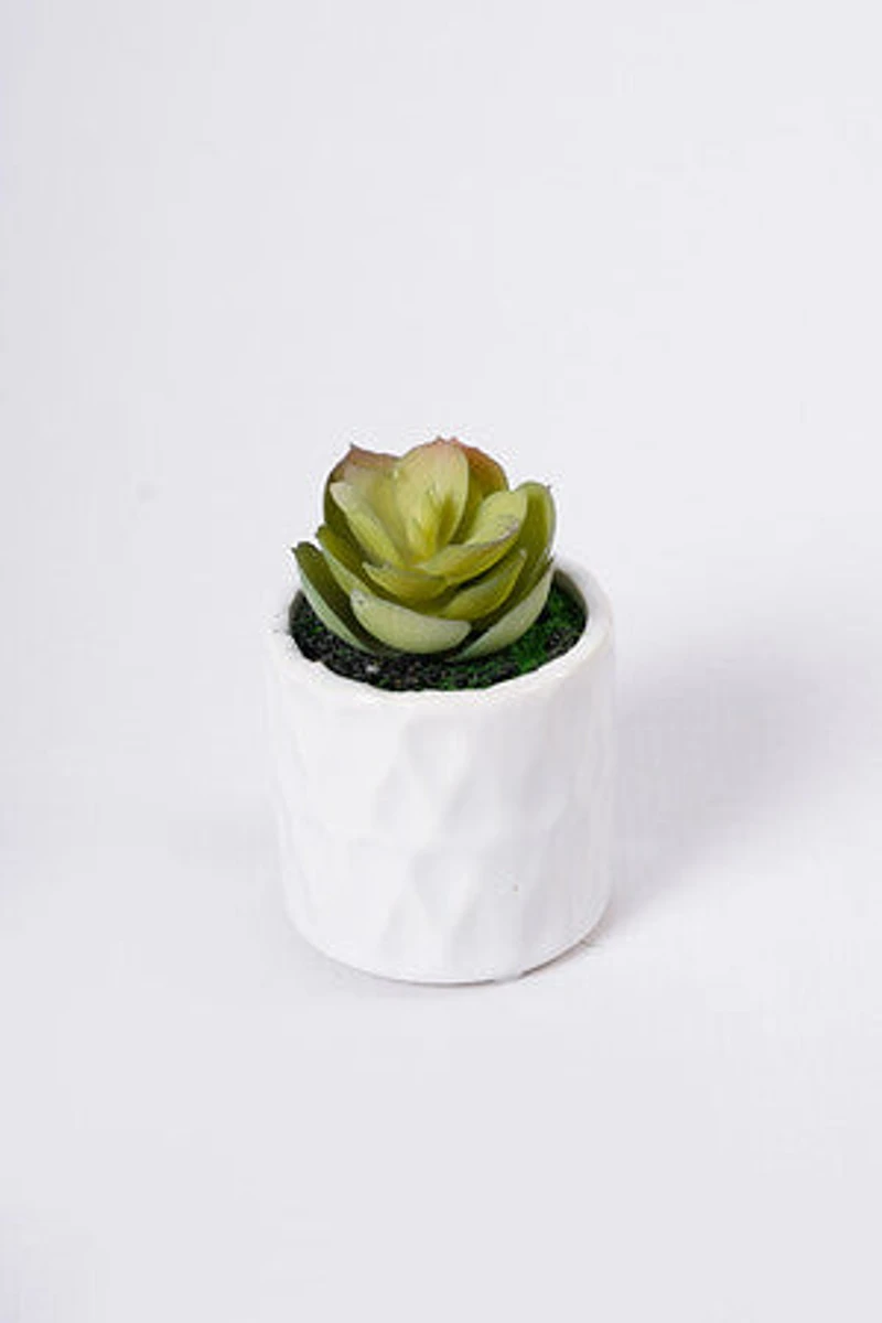 3" SUCCULENT W/POT