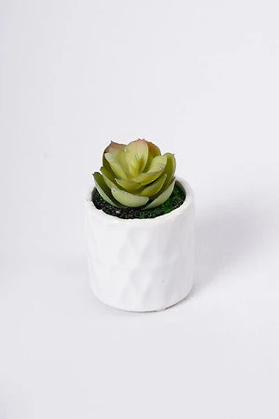 3" SUCCULENT W/POT