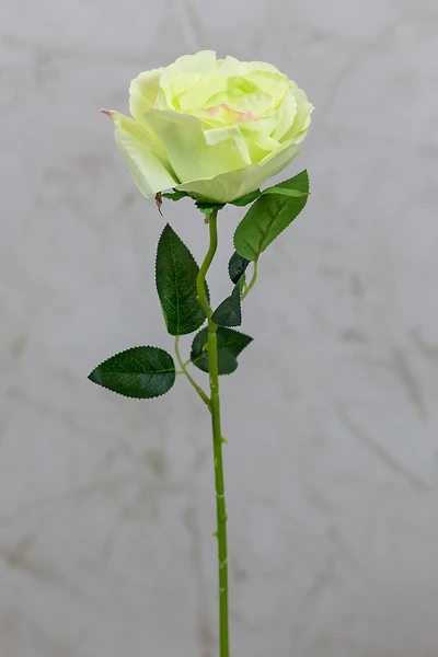 16" Bourbon Rose Green