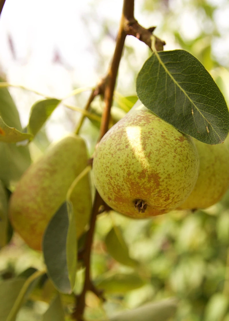 Diffuser fragrance - PEAR HIBISCUS