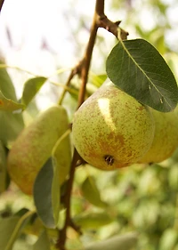 Diffuser fragrance - PEAR HIBISCUS
