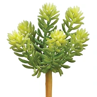 Sedum Pick, 7in