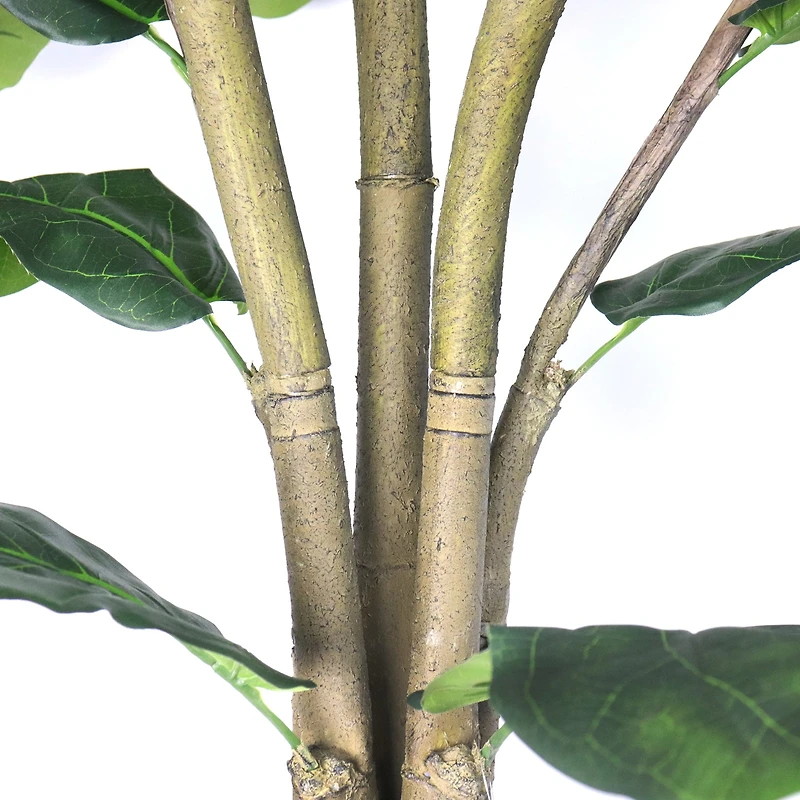 Unpotted Fiddle Tree (Big Leaf