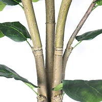 Unpotted Fiddle Tree (Big Leaf