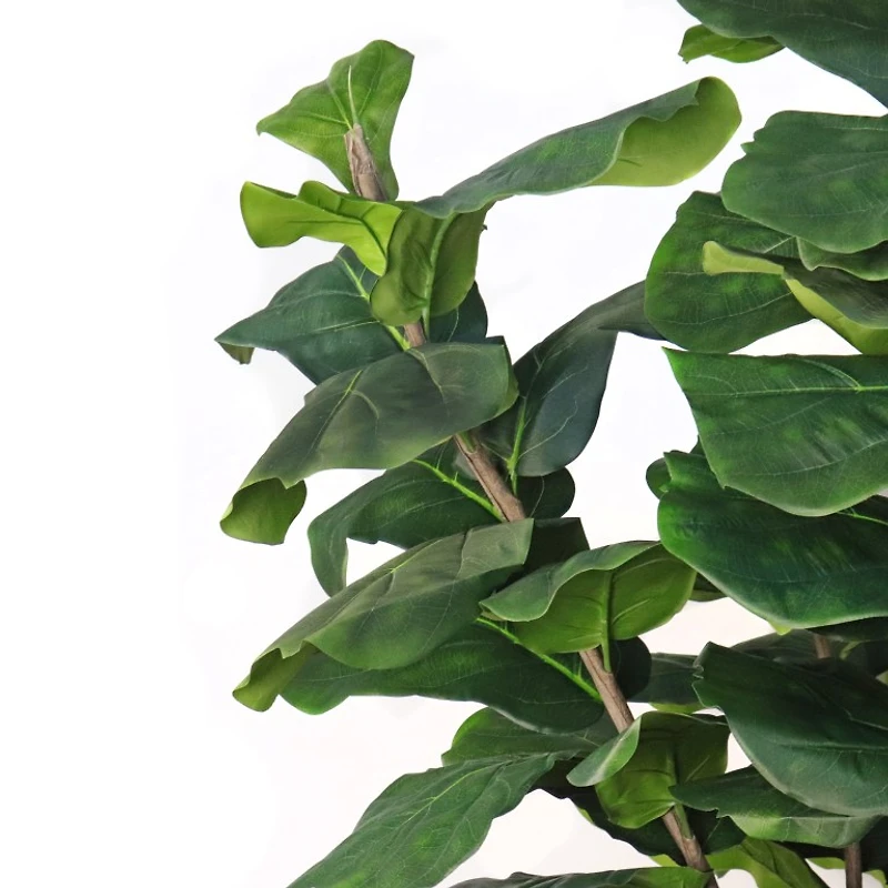 Unpotted Fiddle Tree (Big Leaf
