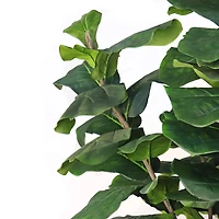 Unpotted Fiddle Tree (Big Leaf