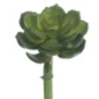 Echeveria Pick, 5in