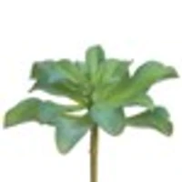 Kalanchoe Plant, 7in