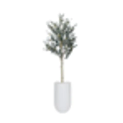 Potted Olive Tree, 6ft in Lodi Round Tall Fiberclay Planter, White, 24in (Medium)