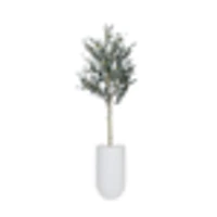 Potted Olive Tree, 6ft in Lodi Round Tall Fiberclay Planter, White, 24in (Medium)