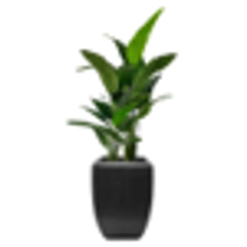 Potted Palm Travellers, 5ft x2 in Enna Curved Rectangle Fiberclay Planter, Black, 25in (Medium)