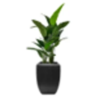 Potted Palm Travellers, 5ft x2 in Enna Curved Rectangle Fiberclay Planter, Black, 25in (Medium)