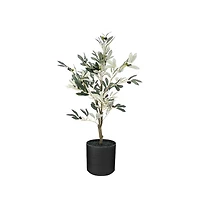Potted Olive Tree, 3ft