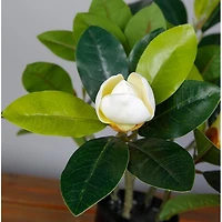 Magnolia Tree Faux Plant 40cm/ 15.7"