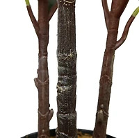 Oak Tree Faux Plant 160cm/ 63